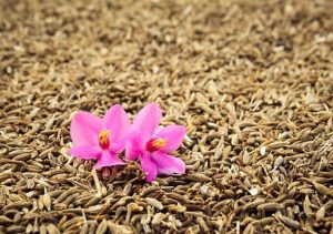 graines de cumin - achat, utilisation, bienfaits- épices du monde